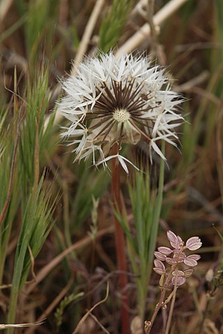 <i>Uropappus</i> Genus of flowering plants