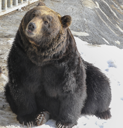 エゾヒグマ (Ursus arctos yesoensis) のぼりべつクマ牧場（2019年1月）