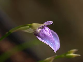 <i>Utricularia babui</i> species of plant