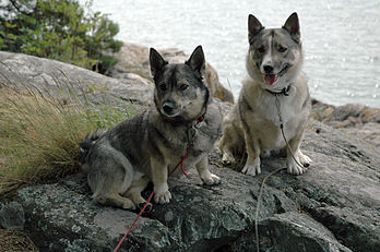 Dua ekor anjing di hutan