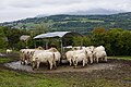 Vignette pour la version du 2 mai 2021 à 09:06