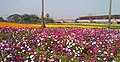 Valley of Flowers in Dokanda