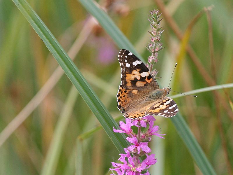 File:Vanessa cardui.jpeg