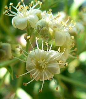 <i>Vauquelinia californica</i> species of plant