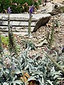 Veronica spicata subsp. incana (L.) Walters