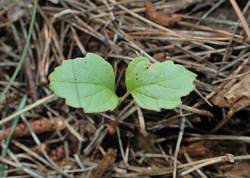 File:Viburnum opulus kz13.jpg