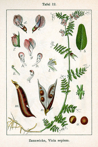 File:Vicia sepium Sturm12.jpg