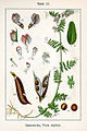 Vicia sepium vol. 9 - plate 12 in: Jacob Sturm: Deutschlands Flora in Abbildungen (1796)