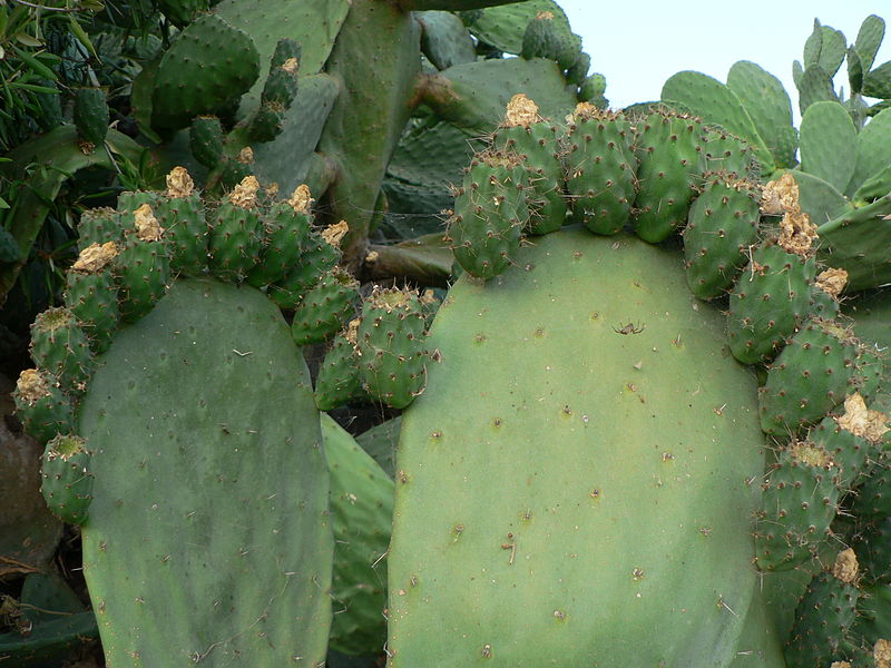 File:Vijgcactus.JPG