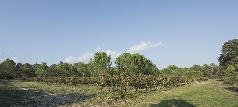 File:Vineyards of the Domaine de Restinclières, Prades-le-Lez 03.jpg