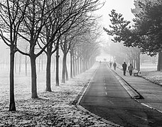 Vitoria - Parque de Olárizu - Niebla y cencellada -BT- 01