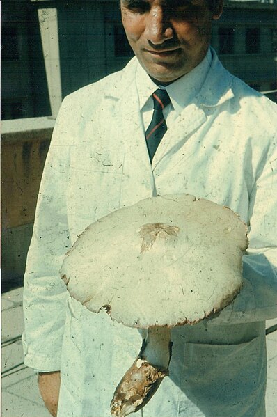 File:Volvaria (Volvariella) iranica Fallahyan.jpg