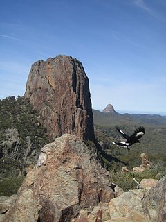 Caraghnan, New South Wales