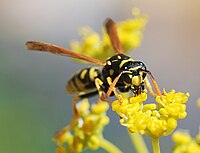 Polistes dominula (Vespidae) Paper wasp