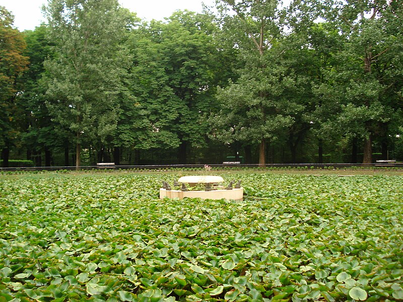 File:Water-lilies in Borisova garden in Sofia,Bulgaria.JPG