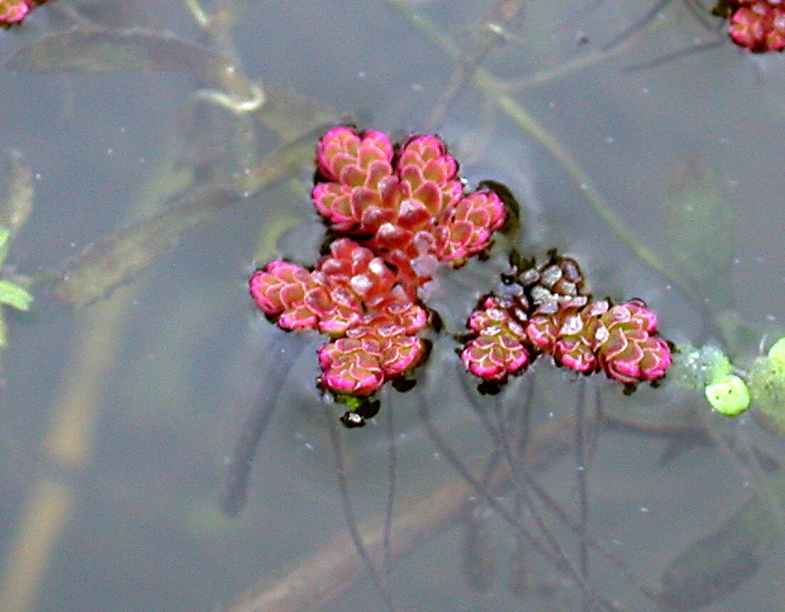 Azolla filiculoides