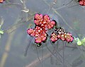 Thumbnail for Azolla filiculoides