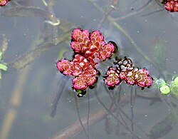 Water Fern Azolla filiculoides (6165580451).jpg