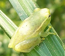 Waterlily Reed Frog Ilanda 26 08 2010 2.JPG