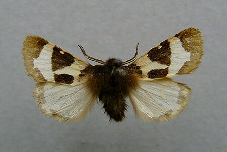 Watsonarctia casta