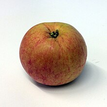 Apple of the variety Wealthy, photographed in conjunction with the Apple Festival at the Nordic Museum, Stockholm, Sweden in September 2014. Wealthy (apple).jpg