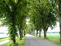 Allee zwischen Wellenburg und Göggingen mit Lindenbäumen