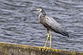 * Nomination White-faced heron (Egretta novaehollandiae) --Charlesjsharp 14:50, 4 March 2024 (UTC) * Promotion  Support Good quality. --Plozessor 05:41, 12 March 2024 (UTC)