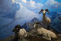 White mountain sheep (22643592946).jpg