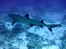 Кончики плавников рифовых акул имеют характерную белую окантовку