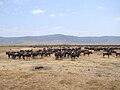 Wildbeests Ngorongoro 04.jpg