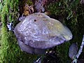 Pleurotus ostreatus