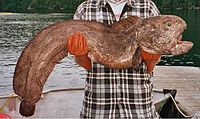 107 см дълъг мъжки екземпляр от Аляския залив