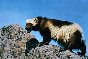 Wolverine on rock.jpg