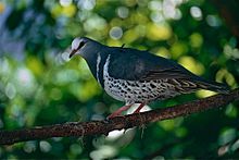 Pigeon Wonga (Leucosarcia melanoleuca) (9741591077) .jpg