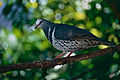 Wonga Pigeon (Leucosarcia melanoleuca) (9741591077).jpg