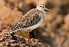 Houten Sandpiper.jpg