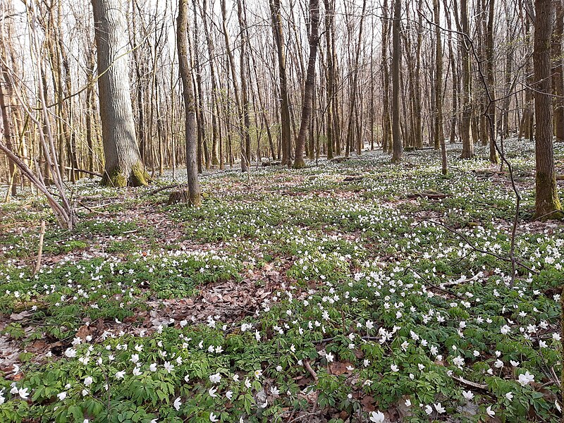 File:Wood anemones, Heftrich.jpg