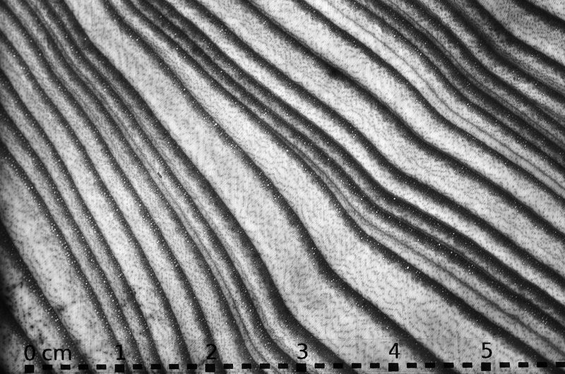 File:Wood cross-section Fraxinus excelsior 6cm.jpg