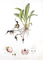 Dracula chestertonii (as syn. Masdevallia chestertonii) plate in: Florence H. Woolward: The Genus Masdevallia, (1896)