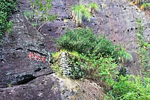 Rare Da Hong Pao ('Big Red Robe') tea growing on a Wuyi Mountain cliff