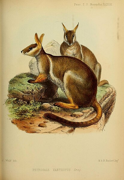 File:Yellow-footed Rock Wallaby, Petrogale xanthopus, Gray.jpg