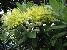 The yellow-flowering Aurea cultivar