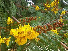 Sarı alev flowers.jpg