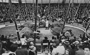 Five elephants at Zoo Circus, Sweden, 1944