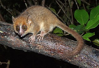 <span class="mw-page-title-main">Mouse lemur</span> Genus of mammals