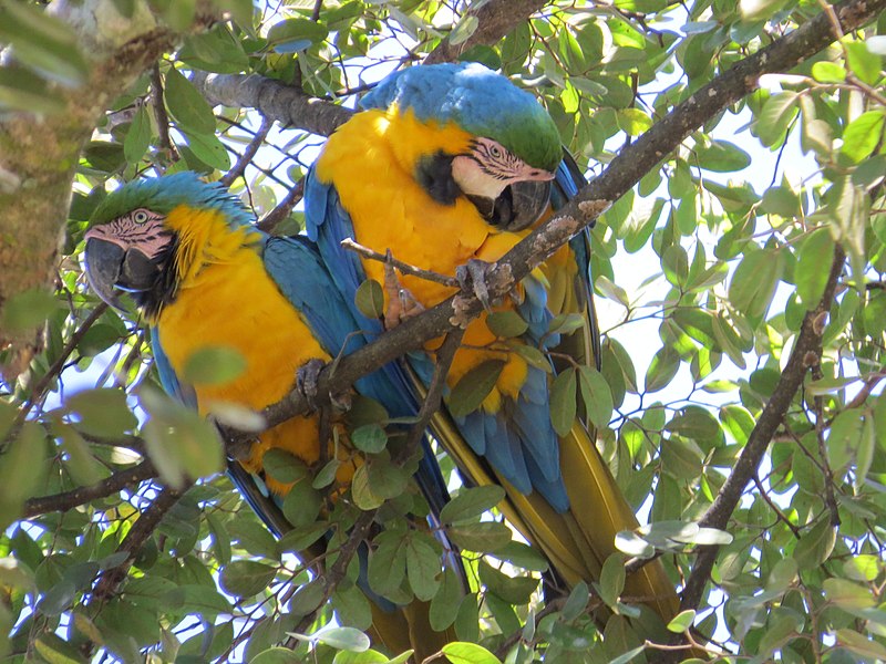 File:"arara-canindé" - Ara ararauna - se alimentando de frutos e sementes de jatobá - Hymenaea courbaril 19.jpg