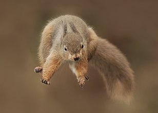 squirrel free-falling on purpose