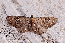 (1834) Umum Pug (Eupithecia vulgata) - Hampir ssp - Scotica - Flickr - Bennyboymothman.jpg