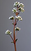 Crassula orbicularis var. rosularis - inflorescences