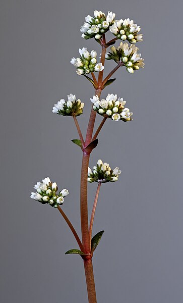 File:(MHNT) Crassula orbicularis var. rosularis - inflorescences.jpg